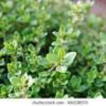 Herbal Plant